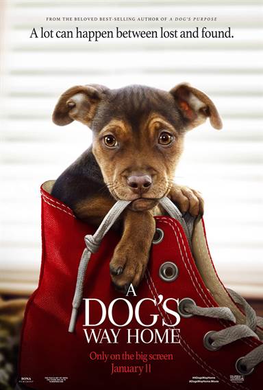 A Dog's Way Home © Columbia Pictures. All Rights Reserved. A Dog's Way Home © Columbia Pictures. All Rights Reserved.