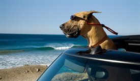 Marmaduke © 20th Century Fox. All Rights Reserved.