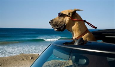Marmaduke © 20th Century Fox. All Rights Reserved.