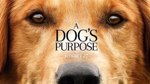 A Dog's Purpose Producer Explains Feelings Over Film's Controversy