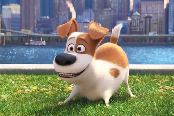 Secret Life of Pets Sequel in the Works