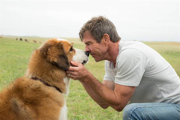 A Dog's Purpose Cleared of Animal Harm on Set