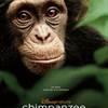 Do you want to enjoy the red carpet treatment at Disneynature’s CHIMPANZEE?