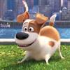 Secret Life of Pets Sequel in the Works