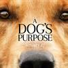 A Dog's Purpose Producer Explains Feelings Over Film's Controversy