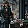 Fantastic Beasts 3 Halts Production After Coronavirus Case