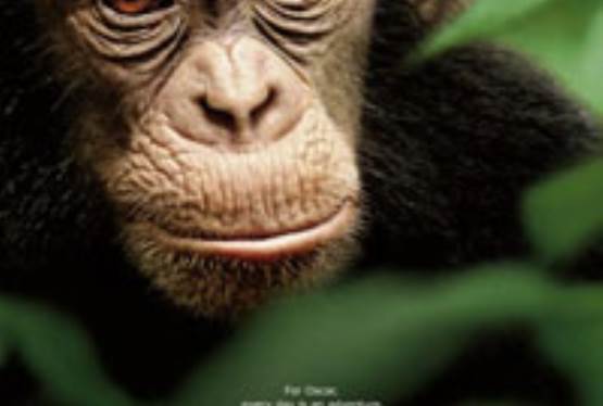 Do you want to enjoy the red carpet treatment at Disneynature’s CHIMPANZEE?