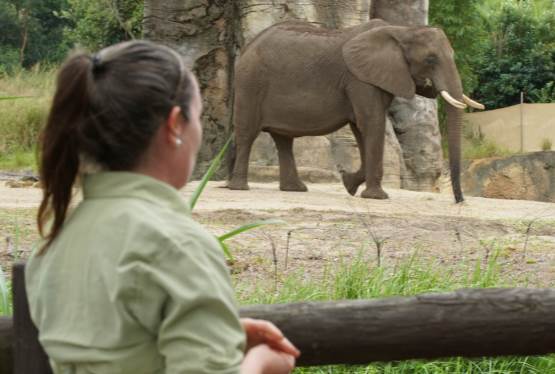 Magic of Disney's Animal Kingdom to Debut on Disney Plus in September