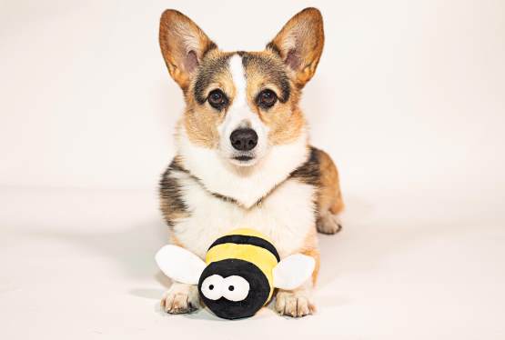 Jane Lynch Reflects on Best in Show's 25th Anniversary, the National Dog Show, and Her Holiday Tour