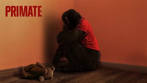 Win Passes to the Advance Screening of Primate Before It Hits Theaters