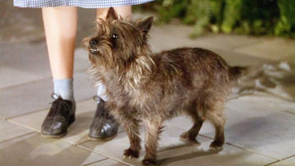 Aladdin's John August to Pen Animated Toto Musical