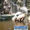 Disney's Jungle Cruise To Set Sail On The Silver Screen