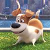 Secret Life of Pets Sequel in the Works