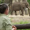 Magic of Disney's Animal Kingdom to Debut on Disney Plus in September