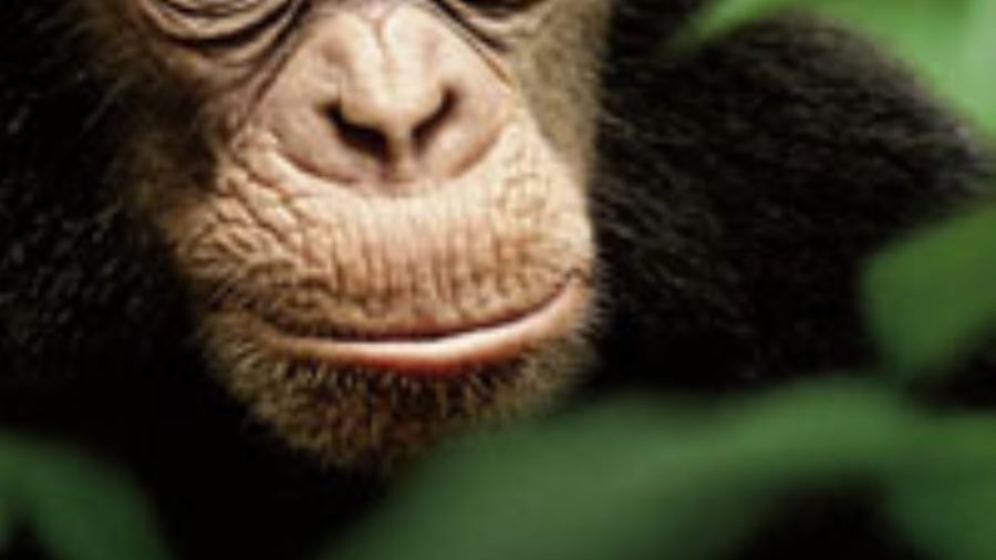 Do you want to enjoy the red carpet treatment at Disneynature’s CHIMPANZEE?