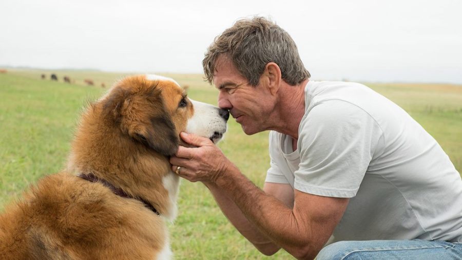 A Dog's Purpose Cleared of Animal Harm on Set