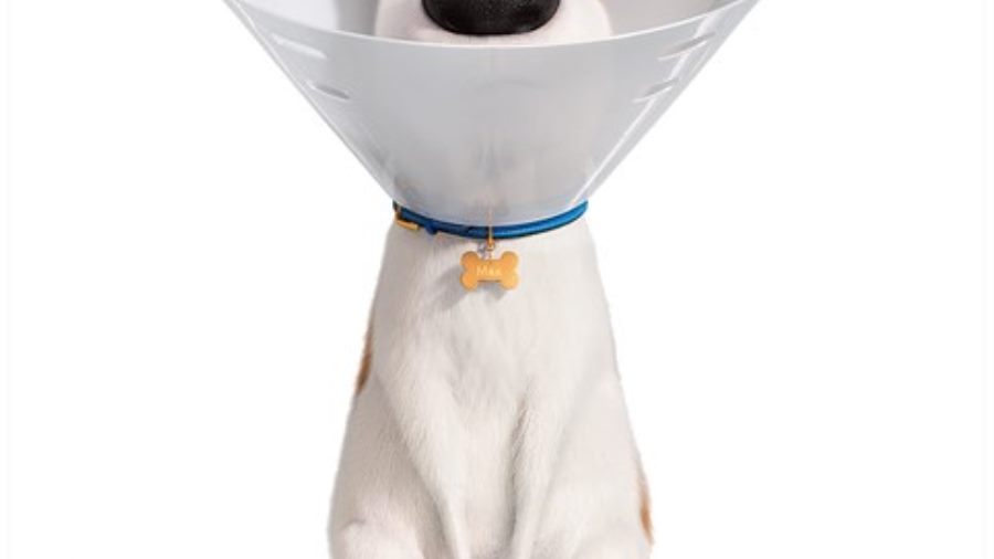 Share Your Pet's Photo and Lives on New Secret Life of Pets 2 Website