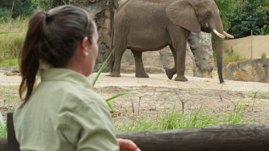 Magic of Disney's Animal Kingdom to Debut on Disney Plus in September