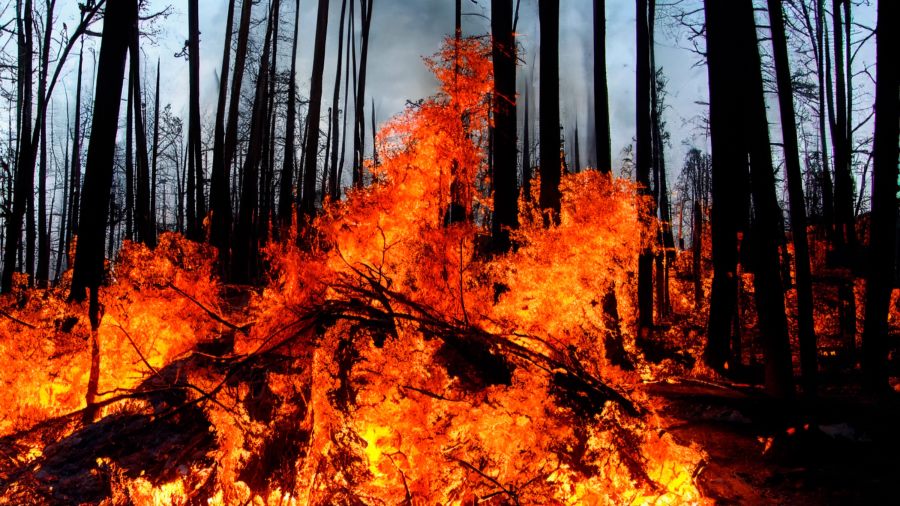 California Wildfires Update: Widespread Devastation and Mandatory Evacuations