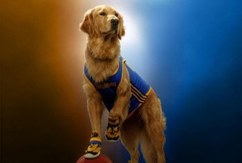 Movie Vault Air Bud Returns