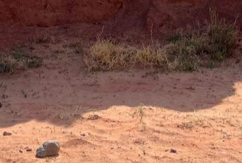 Movie Vault Coyote vs. Acme