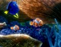 finding dory free on viooz finding dory free on viooz