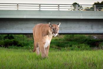 Movie Vault poster for Path of The Panther