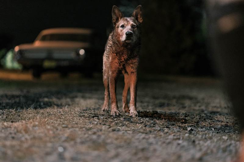 Pet Sematary: Bloodlines Courtesy of Paramount Pictures. All Rights Reserved.