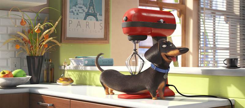 The Secret Life of Pets Courtesy of Universal Pictures. All Rights Reserved.