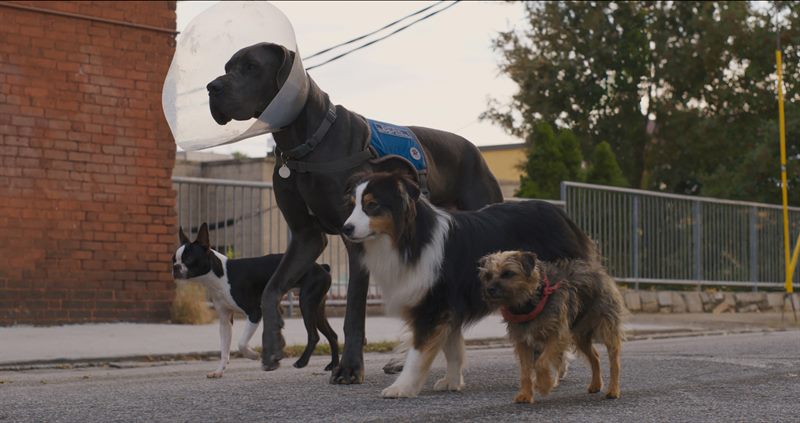 Strays Courtesy of Universal Pictures. All Rights Reserved.