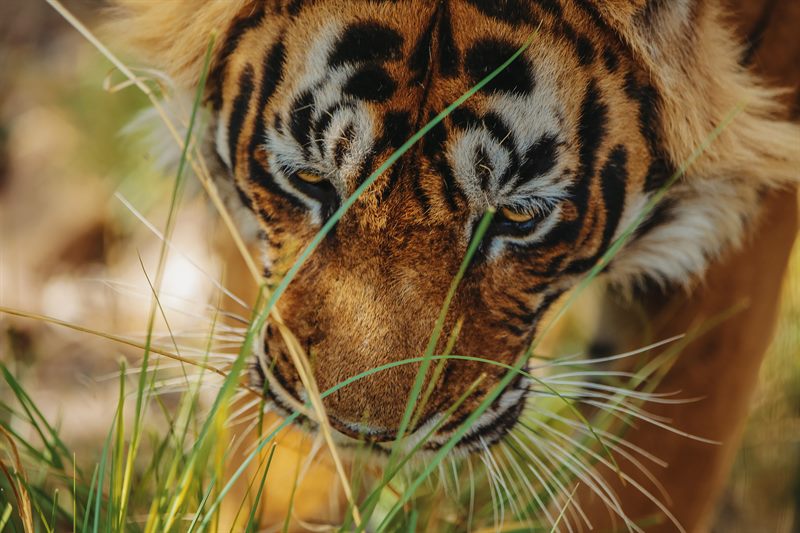 Tiger 24 Courtesy of Elevation Pictures. All Rights Reserved.