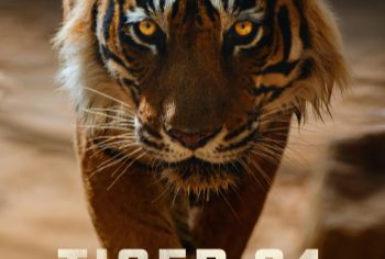 Movie Vault poster for Tiger 24