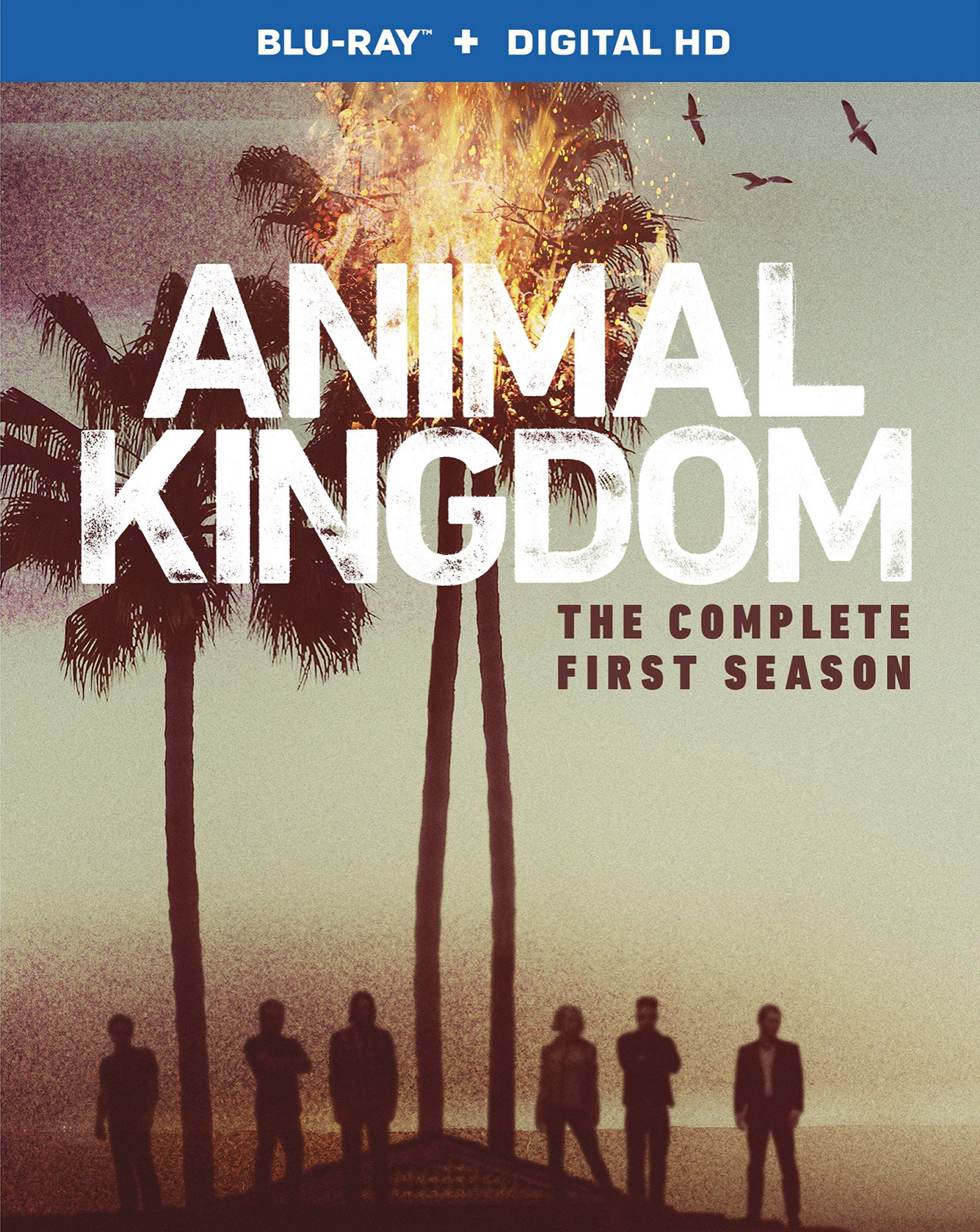 Animal Kingdom The Complete First Season Bluray Review FlickDirect